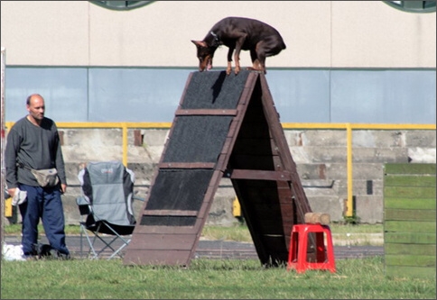 Sasha - Estonia championship 2007  in IPO 3